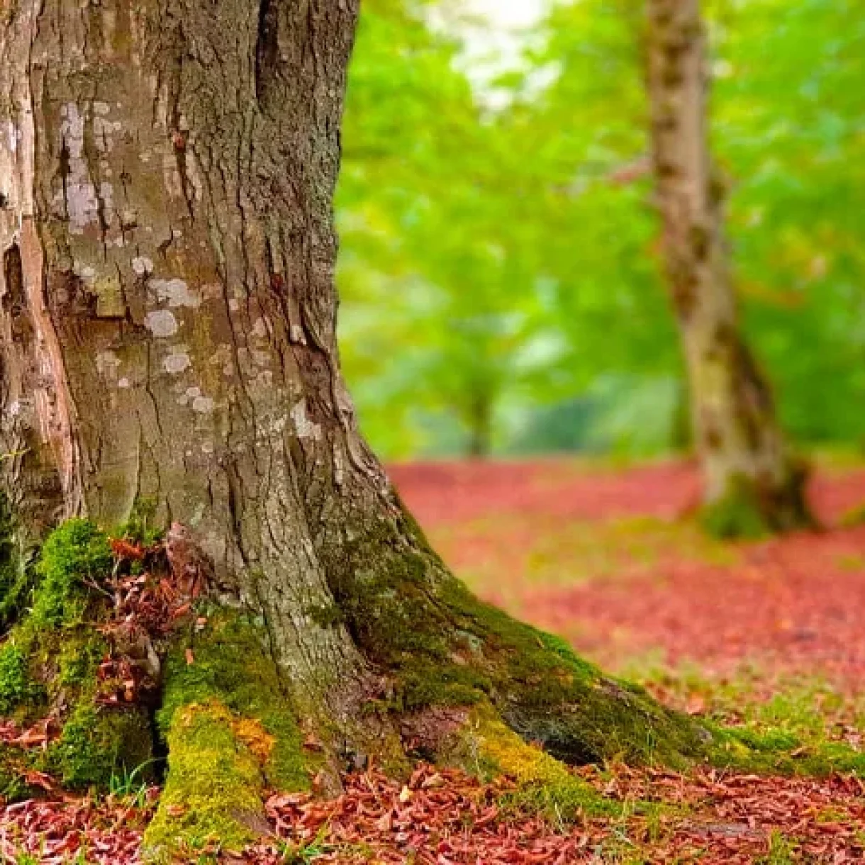 beliran-amol-jungle-1-jpg